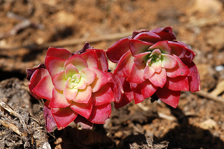 Sedum palmeri / Borracina di Palmer